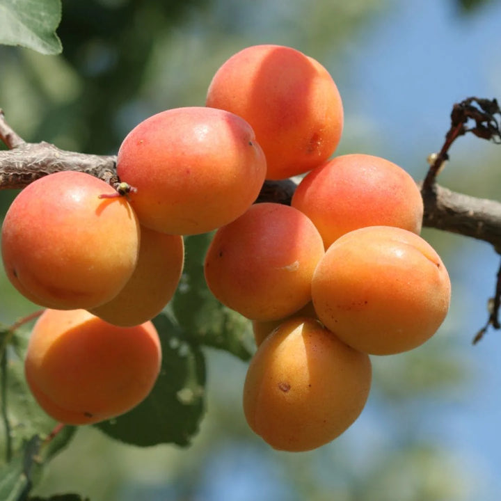 WOO Apricot Oil – The Ultimate Hydrating Oil for Skin, Hair, and Body WOO Oils