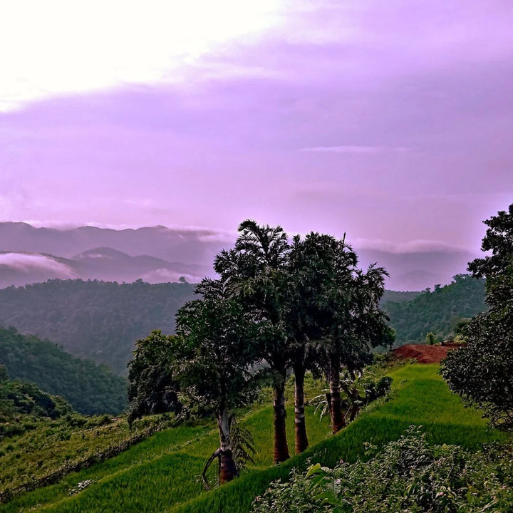 WOO Blue Tansy + Apricot Oil – Calming, Hydrating, and Revitalizing for Skin and Hair WOO Oils