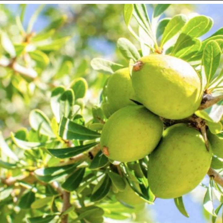 WOO Argan Oil – Hydrating, Anti-Aging, and Softening for Skin, Hair, and Nails WOO Oils