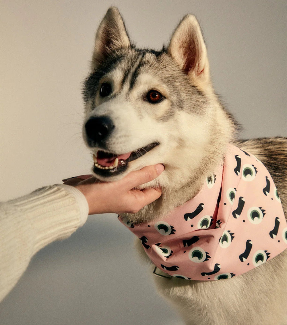 Frank Green Blushed PInk Pet Bandana - Medium Pet Frank Green