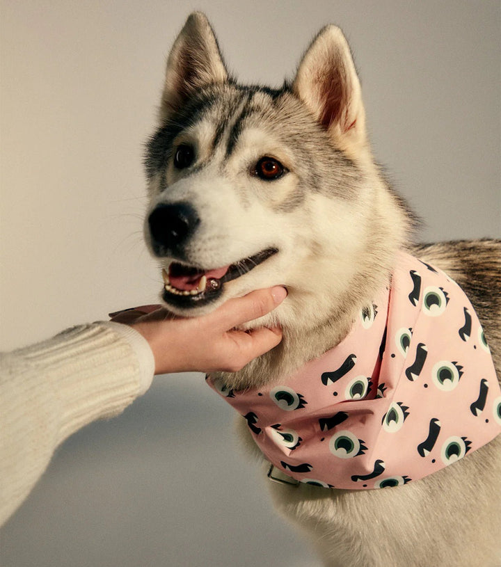 Frank Green Blushed PInk Pet Bandana - Medium Pet Frank Green