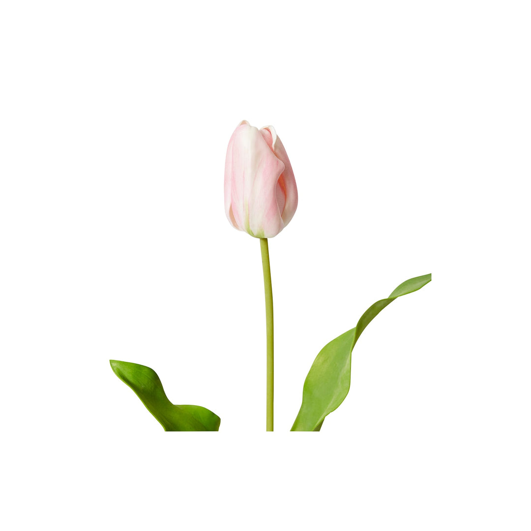 Tulip Dutch Stem Pink - 13 x 10 x 57 cm artificial plant Elme Living