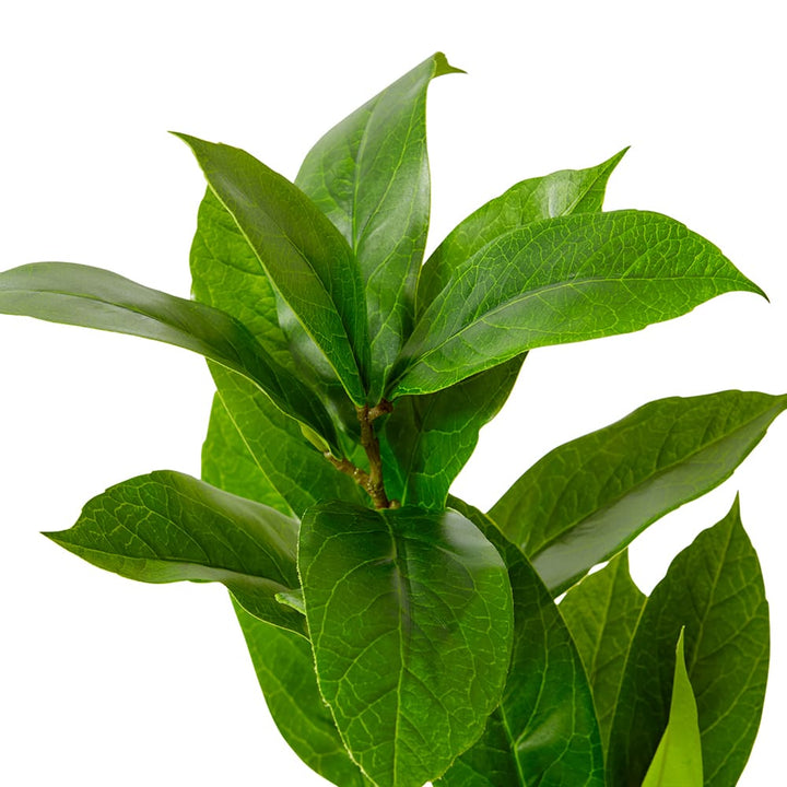 Island Leaf Spray Green - 38 x 24 x 77cm artificial plant Elme Living