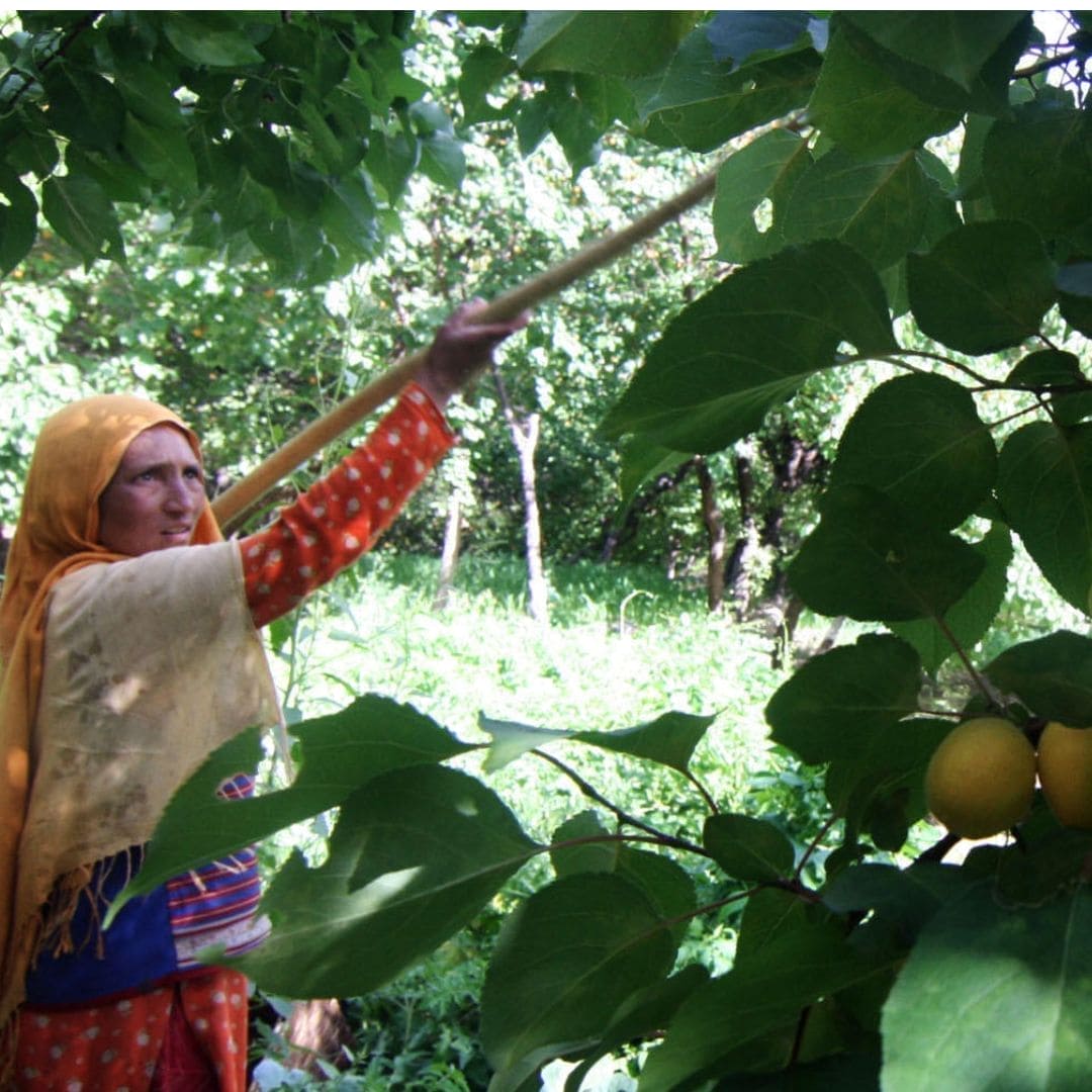 WOO Blue Tansy + Apricot Oil – Calming, Hydrating, and Revitalizing for Skin and Hair WOO Oils