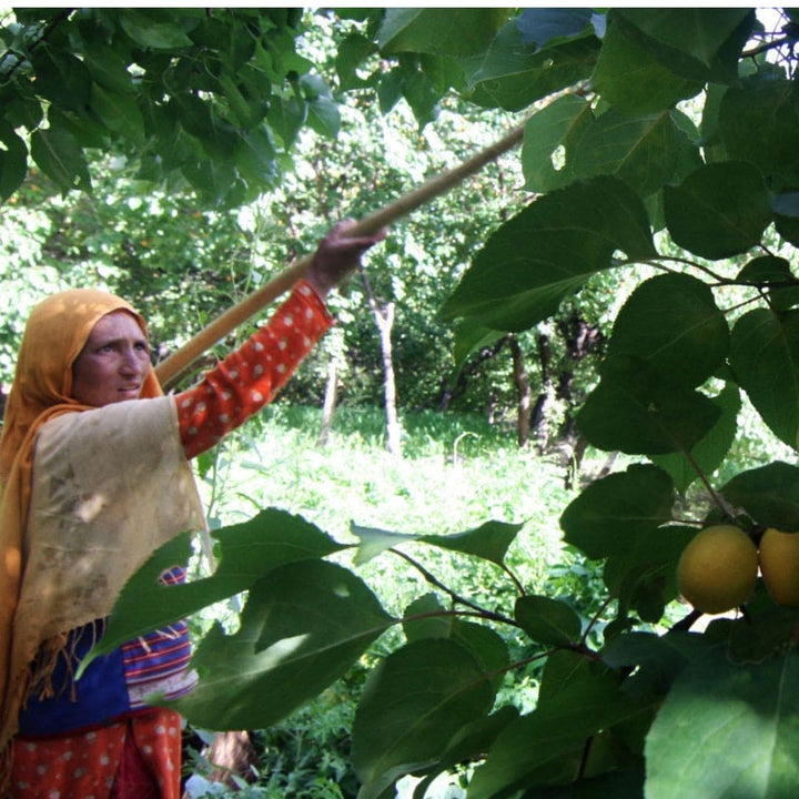 WOO Apricot Oil – The Ultimate Hydrating Oil for Skin, Hair, and Body WOO Oils