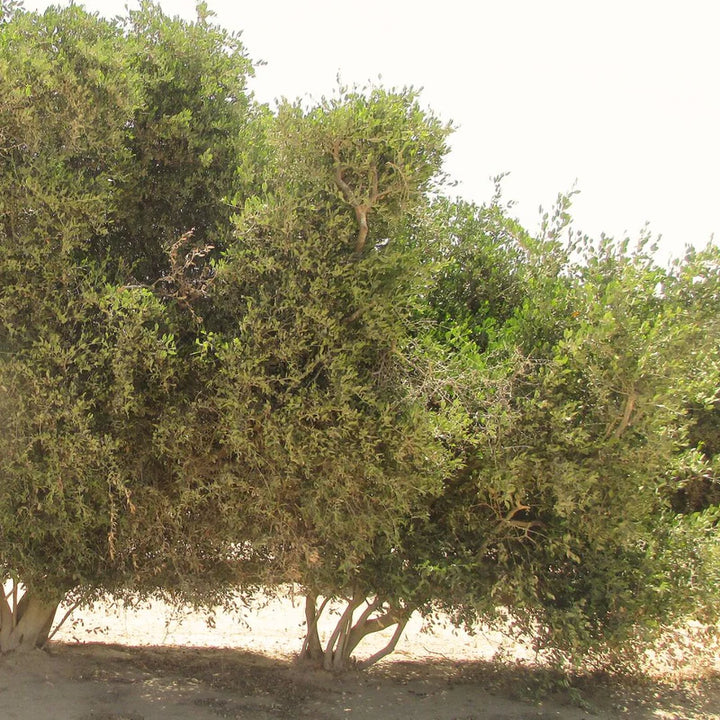 WOO Santal + Jojoba Oil – Nourishing Body & Hair Oil with Aromatic Santal WOO Oils