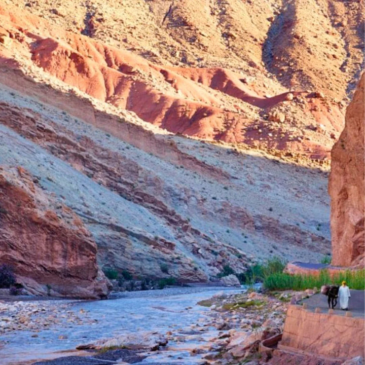 WOO Argan Oil – Hydrating, Anti-Aging, and Softening for Skin, Hair, and Nails WOO Oils